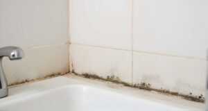 mold growth in Nampa basements & bathrooms